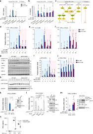 History and etymology for futz. Mavs Is Energized By Mff Which Senses Mitochondrial Metabolism Via Ampk For Acute Antiviral Immunity Nature Communications