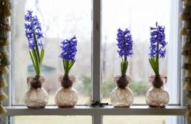 The zygocactus plants will bloom during the winter as the flowering of the plant is influenced by shorter days or long winter nights. How To Force Bulbs In Winter Bees And Roses