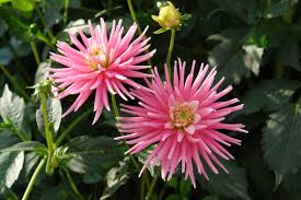 Dalia mini cactus 'park princess'. Cactus Dahlia Photos Royalty Free Images Graphics Vectors Videos Adobe Stock