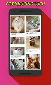 Beberapa di antaranya akan disajikan. Gambar Foto Kucing Lucu Fur Android Apk Herunterladen