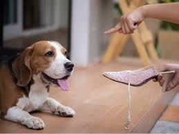 Sometimes they also display stubborn behavior, which might make training a bit difficult. 17 Beagle Mix Dogs We Absolutely Love All Things Dogs All Things Dogs