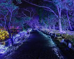 Miami Night Garden Miami Night Holiday Lights Display Night Garden