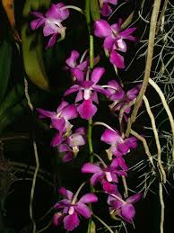 Image result for Cyrtorchis crassifolia