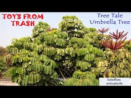 Fertilize with a high nitrogen fertilizer. Umbrella Tree Telugu Youtube