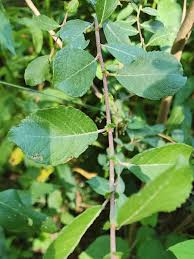 Image result for Salicaceae