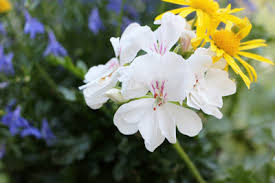 Doch auch für nach süden ausgerichtete balkone und terrassen lassen sich farbenfrohe exemplare finden. Pflanzen Fur Die Pralle Sonne 12 Blumen Balkon Und Kubelpflanzen Gartenlexikon De