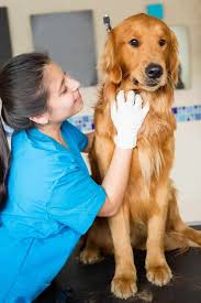 Maybe you would like to learn more about one of these? Can You Use Claritin For Dogs I Love Veterinary