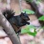 black squirrels northern california from en.wikipedia.org