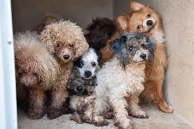 Check spelling or type a new query. 50 Dogs Taken From Gardens Home Following Death Investigation News The Palm Beach Post West Palm Beach Fl