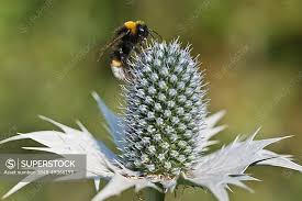 Image result for Bombus magnus