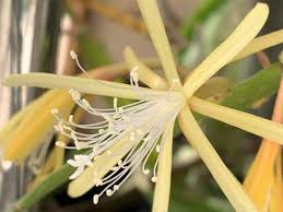 Image result for Phyllanthus macranthus