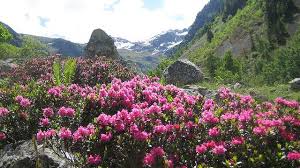 Bunga azalea, situs web wordpress.com. Tentara Irlandia Dikerahkan Melawan Invasi Bunga Azalea Global Liputan6 Com