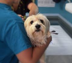 What are the early signs your dog is pregnant? How To Tell If Your Dog Is Pregnant Signs And Symptoms