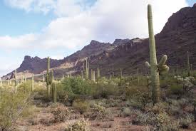 They do not have leaves. An Excerpt From The Saguaro Cactus A Natural History Uapress