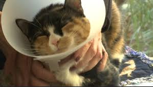 Due to the generosity of community funders, santa barbara humane offers a medical assistance program in santa maria to provide support to those who cannot afford care. Santa Maria Valley And Santa Barbara Humane Societies Join Forces To Provide More Services Newschannel 3 12