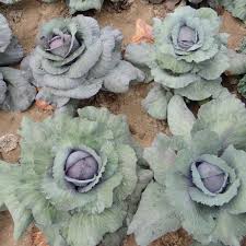 Image result for hlávková kapusta