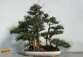 Snow Rose Serissa Japonica Rubiaceae 40 Years Old C20090131 032 Snow Rose Bonsai Forest Bonsai Tree