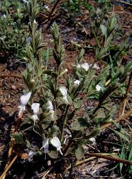 Image result for Hypoestes forskaolii