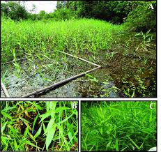 Image result for Urochloa arrecta