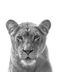 Pin On Animals