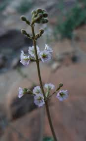 Image result for Commicarpus