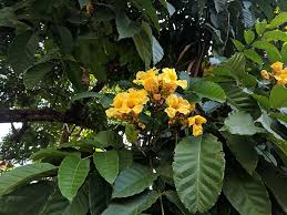 Image result for Markhamia lutea