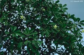 Image result for Voacanga