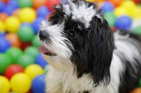 The havachon is a designer dog breed that originated in the united states. How Much Does It Cost To Buy A Havanese Dog Havanese Nation