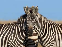 If you are looking for zebra.org we are awfully sorry the owners of the domain zebra.org let the domain expire. Optical Illusion Zebra Photo Is Stumping The Internet