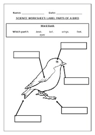 The art and science of asking questions is the source of all. Science Worksheets Label Parts Of A Bird By Science Workshop Tpt