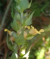 Image result for Alectra sessiliflora