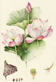 Flowers Gallery Lotus Flower Art Flower Art Flower Drawing