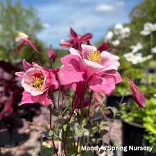 Image result for Aquilegia pompom mix