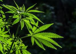 Marijuana Stock Aleafia Stock Finds Its Footing Could Soon