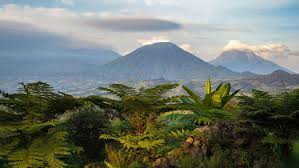 Chimpanzees, golden monkeys and other primates. Rwanda General Country Information