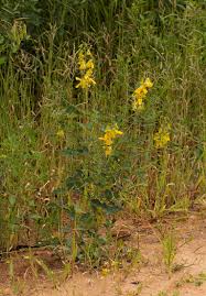 Image result for Crotalaria laburnifolia