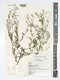 Image result for Heliotropium ciliatum