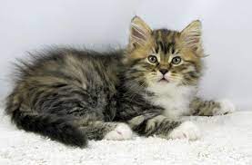 Siberian Kitten Siberian Cat Siberian Kittens Cat Sweaters