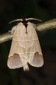 Image result for Clostera curtula