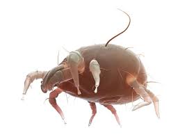 Image result for Dust mite