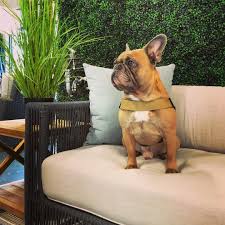 The cw's newest show, ready, set, pet, takes you through all of the critical steps of adopting a pet. Pin Auf Sunbrellamoment