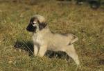 Anatolian Shepherd Puppies for Sale - Marble Peaks Ranch