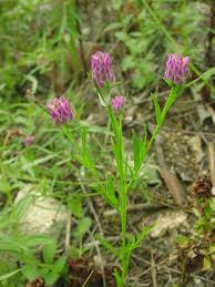 Image result for Polygala capillaris
