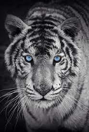 Check spelling or type a new query. 44 Animal Backgrounds Ideas Animals Animals Beautiful Animals Wild