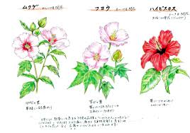 Image result for Hibiscus mutatus