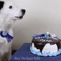 Happy birthday dog gif images. Birthday Dog Gifs Get The Best Gif On Giphy