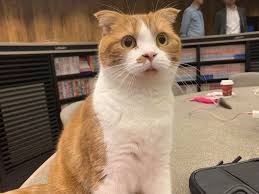 What are the most popular japanese cat names right now? Japanese Study Confirms Cats Do Know When You Call Their Name They Re Just Ignoring You Grape Japan