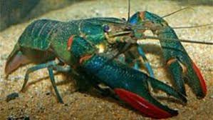 Media merupakan salah satu dri beberapa unsur penting dri pembudidayaan, apalagi pembudidayaan lobster air tawar ini. 10 Cara Budidaya Udang Lobster Air Tawar Di Aquarium Dengan Murah Dan Praktis Ilmubudidaya Com