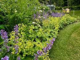 Image result for Bridelia mollis