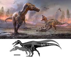 Image result for Dinophora